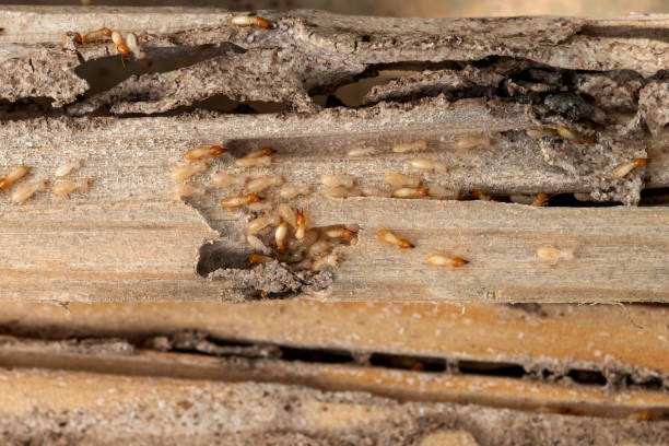 Best Residential Pest Control  in Swedesboro, NJ